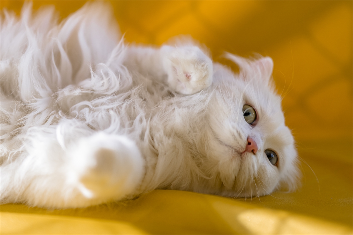 Svjetski dan mačaka jedan u nizu praznika posvećenih životinjama - Sedmica